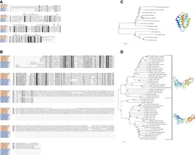 The anti-inflammatory cytokine IL-22 exhibited a proinflammatory effect in the ovary aiding with the parturition of ovoviviparous black rockfish (Sebastes schlegelii)